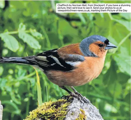  ??  ?? Chaffinch by Norman Wall, from Stockport. If you have a stunning picture, then we’d love to see it. Send your photos to us at viewpoints@men-news.co.uk, marking them Picture of the Day