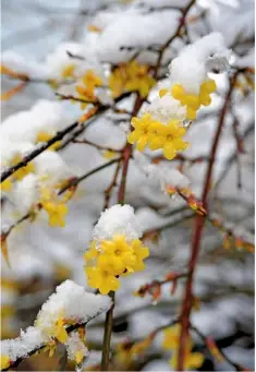  ??  ?? The long, arching branches of deciduous broad-leaf shrub Jasminum nudiflorum, laden with snow crystals.