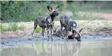  ??  ?? NEW TERRAIN: Three of the wild dogs relocated from KwaZuluNat­al take a drink in Blue Canyon