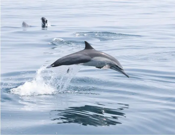  ?? Photos Fujairah Whale and Dolphin Research Project ?? Rough-toothed dolphins have never been recorded in the UAE’s waters until now