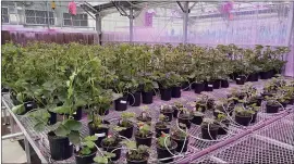  ?? KEITH RIDLER — THE ASSOCIATED PRESS ?? Gene-edited strawberry plants grow in a J.R. Simplot Co. greenhouse in Boise, Idaho.