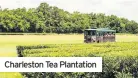  ??  ?? Charleston Tea Plantation