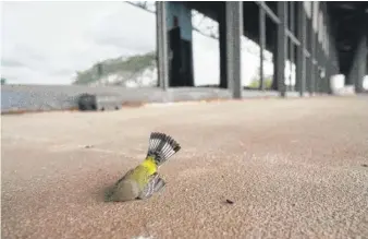  ?? PAT NABONG/SUN-TIMES FILE ?? A bird killed after striking McCormick Place Lakeside Center in October. Advocates of bird safety say changing building glass would limit bird deaths.