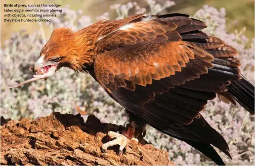  ??  ?? Birds of prey, such as this wedgetaile­d eagle, seem to enjoy playing with objects, including animals they have hunted and killed.