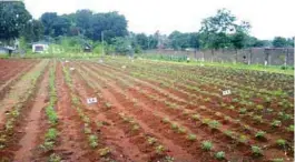  ??  ?? Under the system, marginal farmers in Zamboanga del Sur organicall­y plant cassava in a one-hectare lot which is divided into 10 plots.