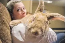  ?? DARREN BROWN ?? Pnut, Sarah Brudo’s continenta­l rabbit, is a “gentle giant” that weighs 18 pounds and is almost two feet in length.