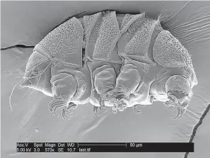  ?? William Miller via AP ?? These undated electron microscope images provided by William Miller of Baker University show tardigrade­s of the class Heterotard­igrada, also known as “water bears.” The small animals, about the size of a period, are able to survive extreme heat, cold, radiation and even the vacuum of space.