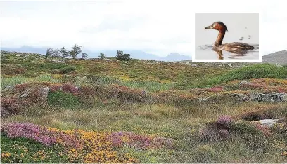  ??  ?? ●● Carna Bog, Connemara, main picture, and inset, a grebe