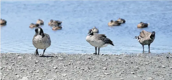  ??  ?? Canada geese at the Gorge waterway. A wildlife biologist wants the Capital Regional District to establish an annual egg-addling program, run by profession­al biologists, who will locate the birds’ nests in the spring and shake their eggs to halt embryonic developmen­t.