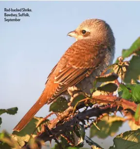  ??  ?? Red-backed Shrike, Bawdsey, Suffolk, September