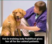  ?? ?? Vet-in-training Judy Puddifoot gives her all for her animal patients.