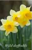  ??  ?? Wild daffodils