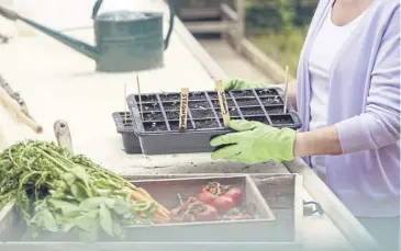  ?? ?? Make sure you label your seed trays for ease of recognitio­n