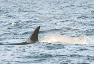  ?? DEPARTMENT OF FISHERIES AND OCEANS ?? A rare white killer whale known as Tl’uk was spotted this week in the shipping lanes of the Juan de Fuca Strait. Scientists believe the whale is about two years old.