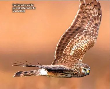 ??  ?? Hen Harrier is one of the species that Summit to the Sea could help