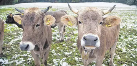  ?? FOTO: ROLAND RASEMANN ?? Winter auf der Kuhweide: Die kleinteili­ge Landwirtsc­haft ist im Südwesten weit verbreitet. Doch auch in der Region gibt es immer mehr Großbetrie­be. Nun befürchten Kleinbauer­n, dass sie von der großen Konkurrenz verdrängt werden.
