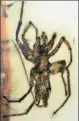  ?? NATURE PUBLISHING GROUP VIA AGENCE FRANCE-PRESSE ?? A view of the second specimen of a Chimerarac­hne yingi spider. Scientists unveiled a missinglin­k species of spider with a scorpionli­ke tail on Monday.