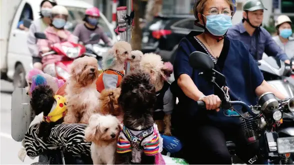  ?? FOTOGRAFIE: LUONG THAI LINH / EPA ?? Hanoi, Vietnam. O femeie merge cu bicicleta încărcată cu câini. Ministrul sănătății a avertizat recent despre un posibil al patrulea val Covid-19.