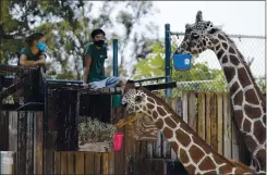  ?? JANE TYSKA — STAFF ARCHIVES ?? Staff members watch after feeding giraffes at the Oakland Zoo on July 15. With the announceme­nt of new COVID-19 limits, the zoo will once again have to close.