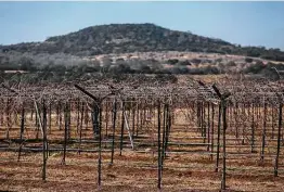  ?? Photos by Josie Norris / Staff photograph­er ?? Today, grapes grow on about 1,500 acres of Hill Country land.