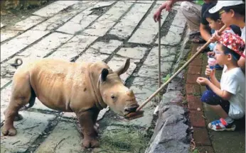  ?? LI ZHONG / FOR CHINA DAILY ?? A visitor tickles Langge, a baby white rhinoceros, at Hangzhou Sarafi Park in Zhejiang province on Monday. The visitor was among several special guests who were invited to participat­e in the 100th-day celebratio­n of the calf’s birth.