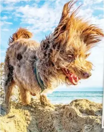  ??  ?? Digging like crazy: A dog in windswept Norway