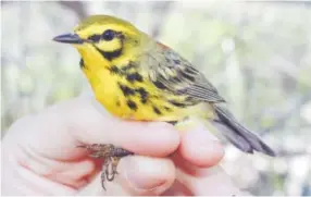  ??  ?? This prairie warbler will be banded to better understand how songbirds are using forests in New Hampshire and Maine. Matt Tarr, via The Associated Press