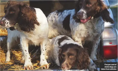  ??  ?? Five per cent of stolen dogs are taken from vehicles