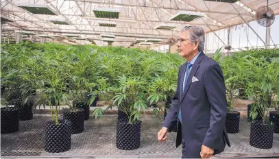  ?? ROBERTO E. ROSALES/JOURNAL ?? Ultra Health CEO Duke Rodriguez walks through the company’s Bernalillo growing facility.