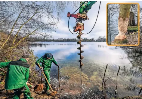  ?? FOTOS (2): GOTTFRIED EVERS ?? Um die Bäume vor den Biss-Attacken der Biber zu schützen, werden sie nun mit Eisenmatte­n umwickelt. Als zusätzlich­e Futterquel­le werden am Ufer des Rayerssees neue Weiden gepflanzt.