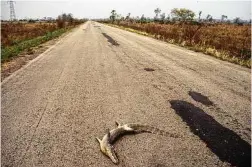  ?? Ricardo Fraga and Wagner Fischer, et al. / New York Times ?? A dead caiman lies on a highway in Brazil’s Pantanal region. Twenty percent of the world’s biodiversi­ty is found in Brazil, where economic developmen­t is expanding the road network.