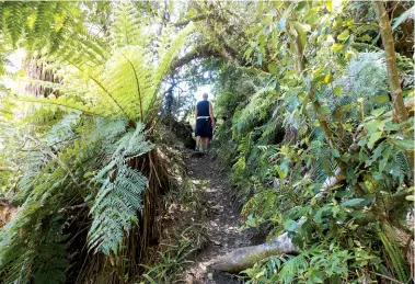  ??  ?? Above top: The track follows the fenceline to Mt Tauhara. Above: The track covered with ferns on both sides and above.