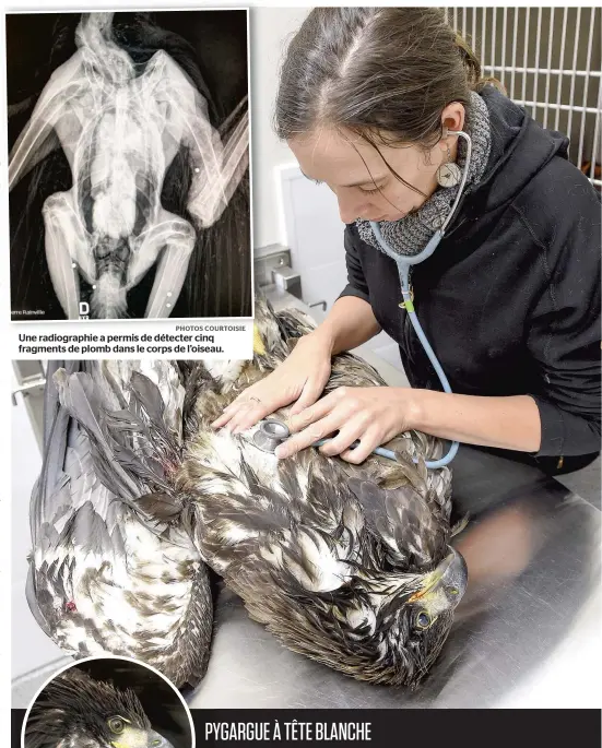  ?? PHOTOS COURTOISIE ?? Une radiograph­ie a permis de détecter cinq fragments de plomb dans le corps de l’oiseau.