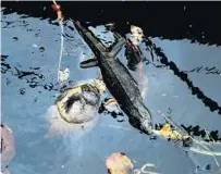  ??  ?? A dead fish and an iguana float in the canal. A contractor working on the Interstate 95 expansion broke a 42-inch wastewater pipe Friday.