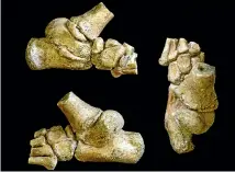  ?? JEREMY DESILVA, CODY PRANG ?? This fossil of an ancient hominid child’s foot (shown here from different angles) suggests that members of Lucy’s species, Australopi­thecus afarensis, spent much of their childhoods clinging to trees.