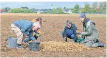  ?? FOTO: SALZBURG ?? Kartoffeln waren bei der Nachernte besonders gefragt.