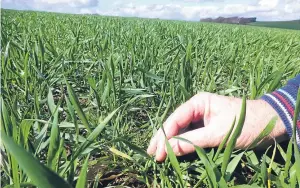  ??  ?? Agronomist Trevor Dodds, left, and a close-up of the Zulu wheat which is being grown as part of the Yen initiative.