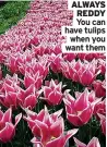  ?? ?? ALWAYS REDDY You can have tulips when you want them