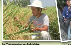  ??  ?? Dai Yingnan observes hybrid rice in a paddy field in Pakistan.