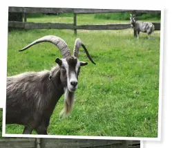  ??  ?? Jan und Klaus züchten auch vom Aussterben bedrohte Tierarten, wie die Thüringer Waldziege (rechts). Das Lippegänse-Paar Lisl und Karl mit ihrem Nachwuchs (unten). GERETTET