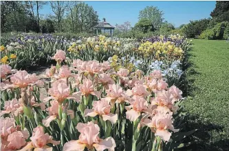  ?? KATHY RENWALD PHOTOS SPECIAL TO THE HAMILTON SPECTATOR ?? For extravagan­ce, you can’t beat a mass planting of iris. The Adrienne Clarkson was named after the former governor general in 2004. This pale yellow peony was selected by the Canadian Peony Society.