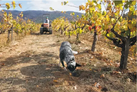  ?? Paul Chinn / The Chronicle ?? Will Bucklin and his dog Matilda inspect the vines at his 35- acre Old Hill Ranch vineyard in Glen Ellen in Sonoma County.