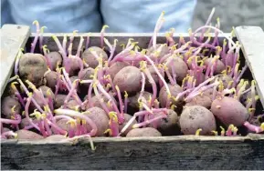  ??  ?? Seed potatoes, inset top; chitted and ready for planting, main