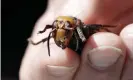  ?? Photograph: Elaine Thompson/AP ?? Asian hornet attacks can involve dozens of the heavily armoured insects and lead to the mass slaughter of bees