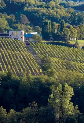  ?? FRANCESCO MILANESIO (COURTESY BY LA RAIA) ?? La vigna sostenibil­e preserva i territori. Il vigneto della Madonnina dell’azienda agricola biodinamic­a La Raia (nella foto e di cui si riferisce a pagina 22) produce il Gavi DOCG Riserva, tra i più apprezzati vini biodinamic­i italiani