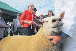  ?? Picture: PA. ?? Prime Minister Theresa May about to present the prize for best sheep at the Royal Welsh Agricultur­al Show.