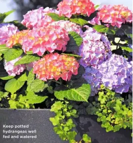  ??  ?? Keep potted hydrangeas well fed and watered