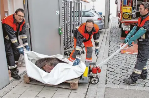  ?? Fotos: Jakob Stadler (2), Filippo Muscatello ?? Feuerwehrl­eute bringen die tote Bache aus dem Modegeschä­ft zum Lastwagen. Das Tier wird zum Metzger gebracht, wo es untersucht wird. Die Sau war schon vor den töd lichen Schüssen aus den Polizeiwaf­fen verletzt.