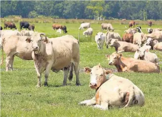  ?? STEPHEN M. DOWELL/STAFF PHOTOGRAPH­ER ?? Florida-grown cattle relax and graze in one of the pastures Thursday at Lightsey Cattle Co. in Lake Wales. Florida-grown beef has become a priority for consumers who want food they perceive as fresh.