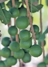  ?? FW ARCHIVE ?? A softening in macadamia prices is expected this year, but it will help to launch more products.